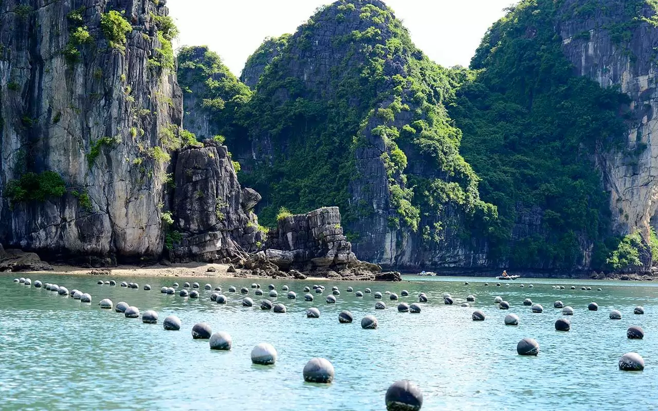 Tung Sau Pearl Farm