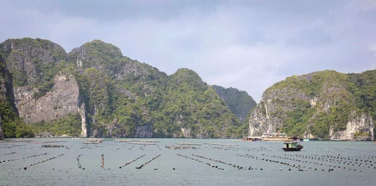 Tung Sau Pearl Farm's 30-hectare floating oyster cages arranged in orderly rows against Halong Bay's limestone karsts -- the most famous pearl farm in Vietnam
