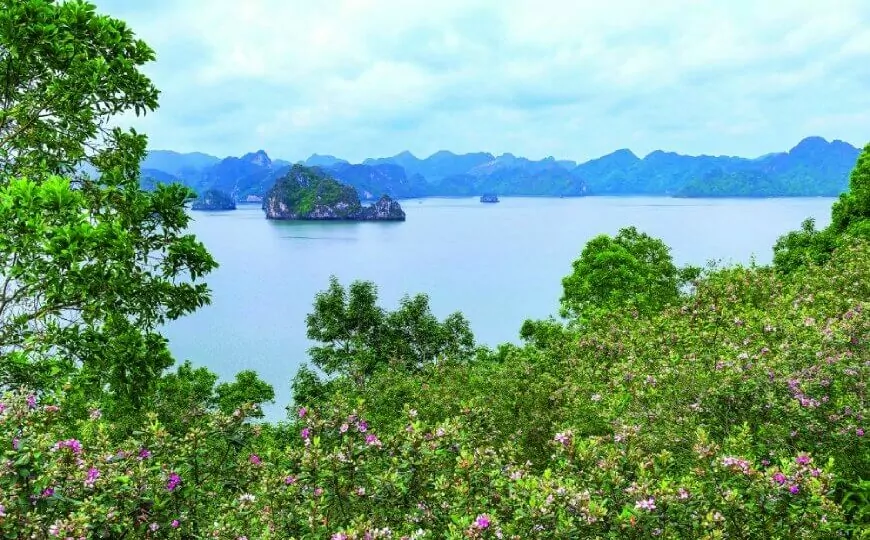 Soi Sim Island Halong Bay — hillsides covered in vivid purple rose myrtle (sim) flowers during the May-August bloom season, with white sand beach below