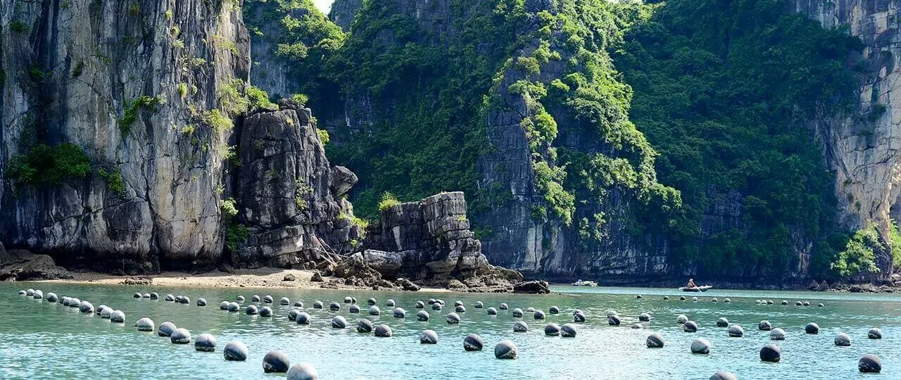 Tung Sau Pearl Farm's 30-hectare floating oyster cages arranged in orderly rows against Halong Bay's limestone karsts -- the most famous pearl farm in Vietnam