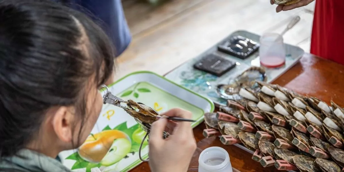 Skilled technician performing live oyster grafting at Tung Sau Pearl Farm -- inserting a nucleus into a Pinctada oyster to begin pearl formation, Halong Bay Vietnam