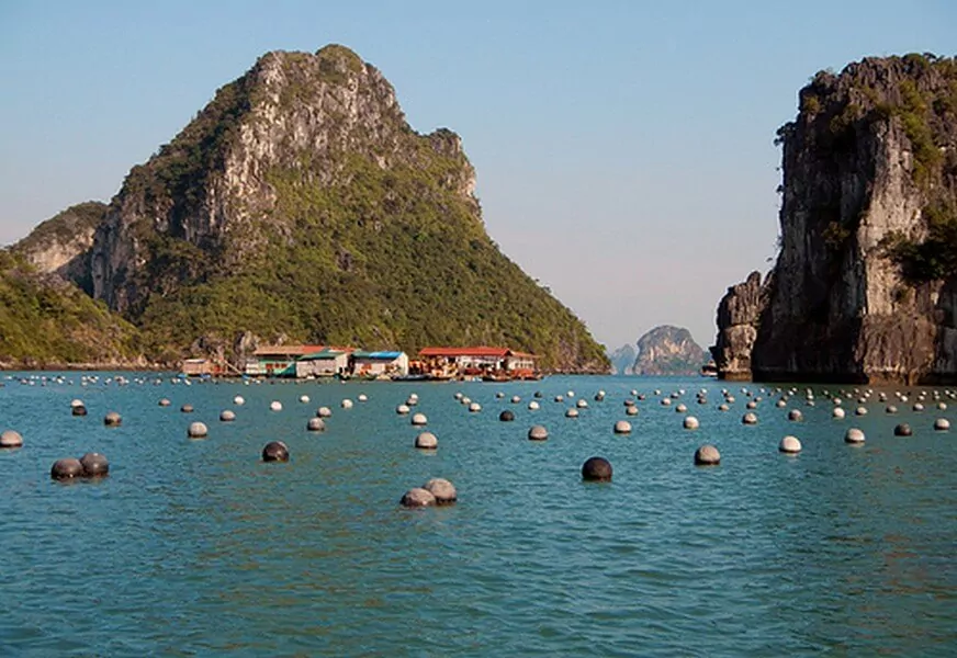 Pearl cultivation and fish farming cages at Vung Vieng Fishing Village, Bai Tu Long Bay — the village's primary livelihood for remaining aquaculture families