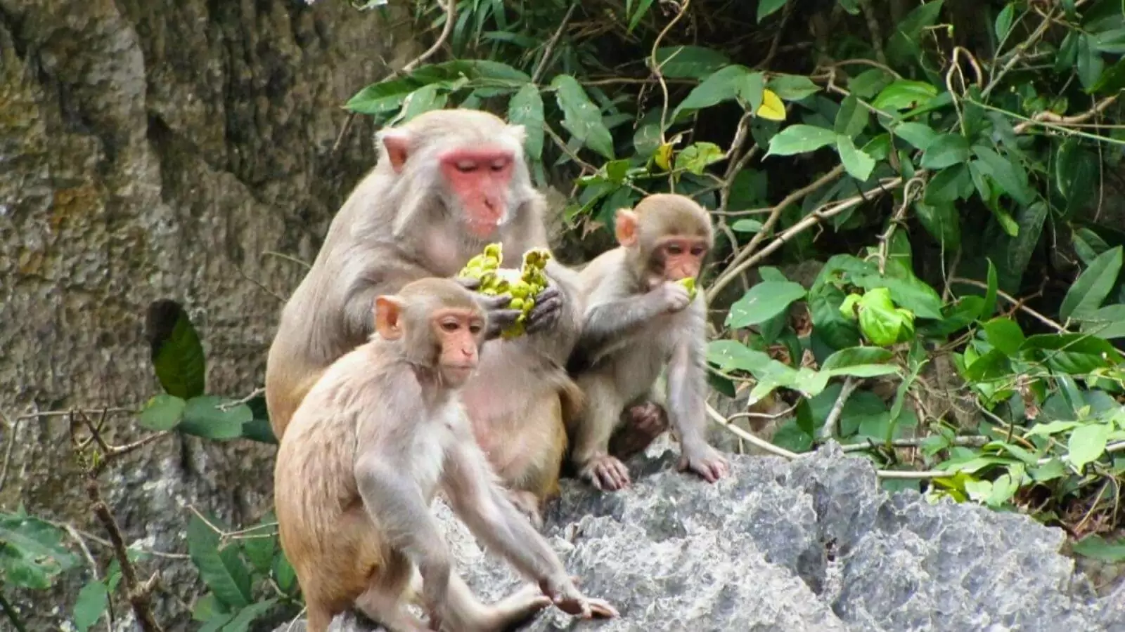 Wild golden monkeys on the limestone cliffs surrounding Luon Cave's lagoon, Bo Hon Island, Halong Bay Vietnam