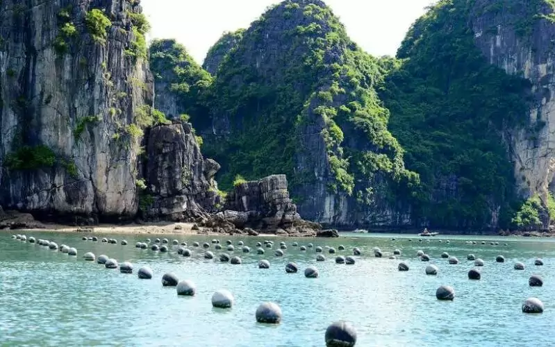 Tung Sau Pearl Farm