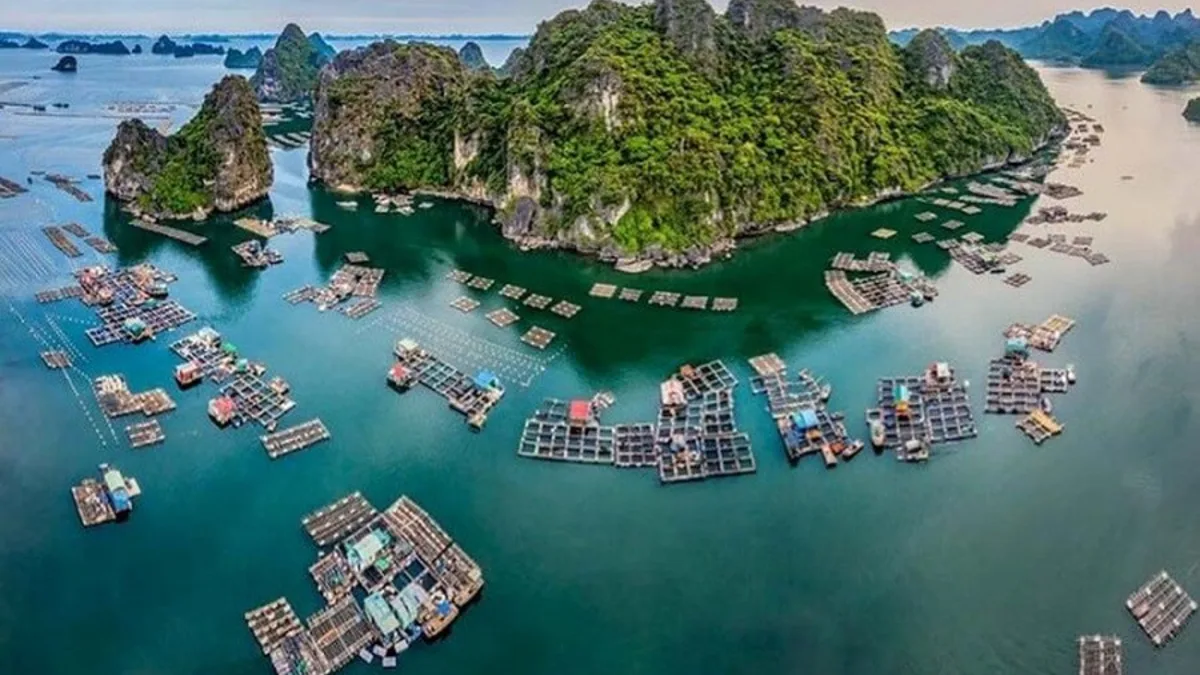 Vung Vieng Fishing Village colorful floating houses on the emerald waters of Bai Tu Long Bay, surrounded by limestone cliffs, Vietnam