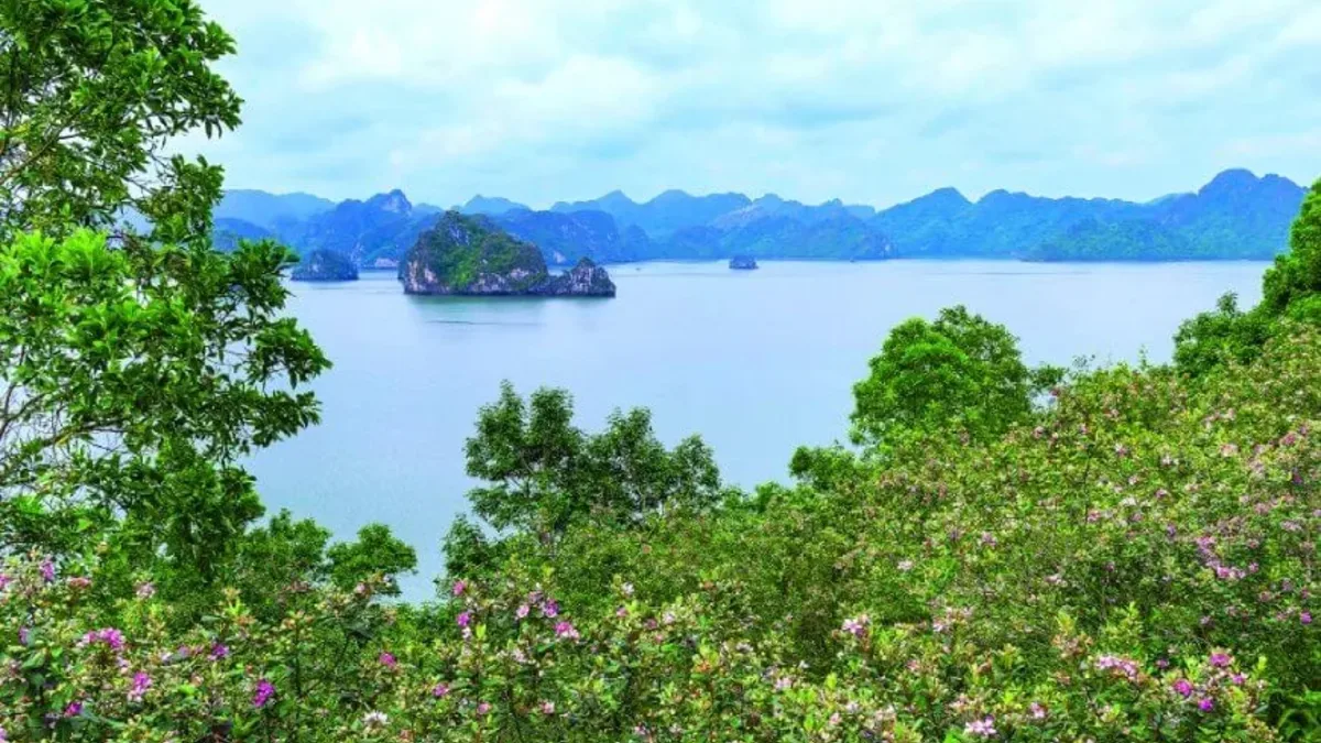 Purple rose myrtle (sim) flowers covering the hills of Soi Sim Island, Halong Bay