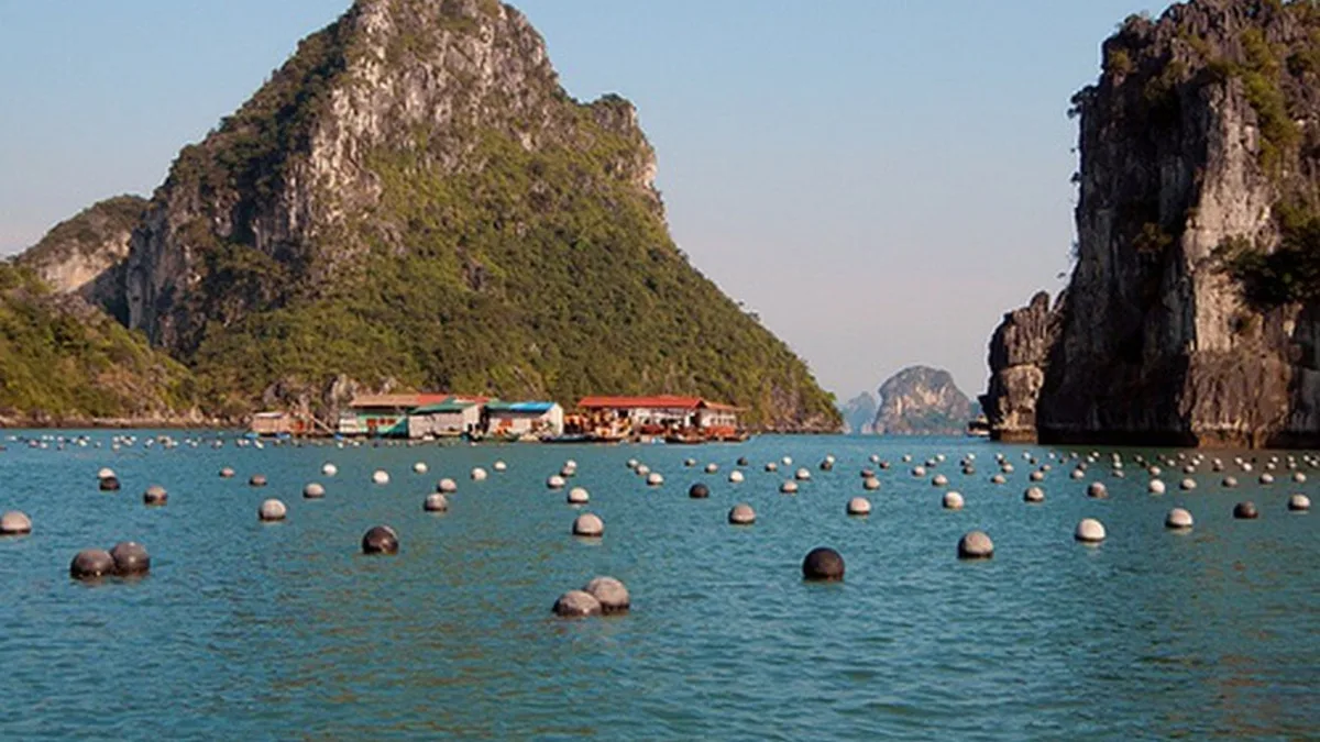 Pearl cultivation and fish farming cages at Vung Vieng Fishing Village, Bai Tu Long Bay — the village's primary livelihood for remaining aquaculture families